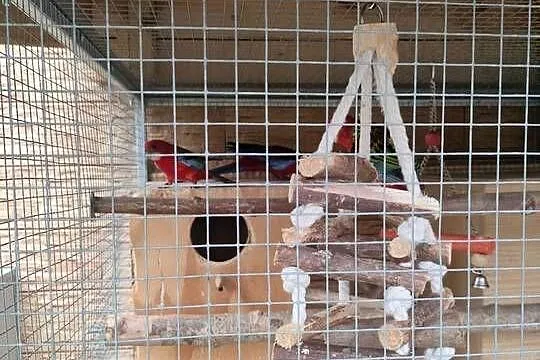 Sprzedam papugi, papużki rozelle bialolice tegoroczne, Pomorskie, Liniewo