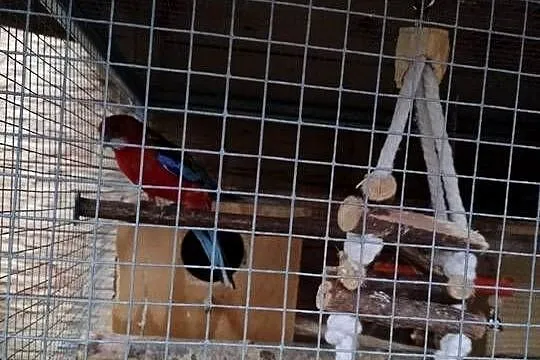 Sprzedam papugi, papużki rozelle bialolice tegoroczne, Pomorskie, Liniewo