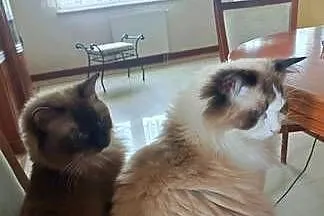 Kotka Ragdoll FPl, Świętokrzyskie, Stopnica