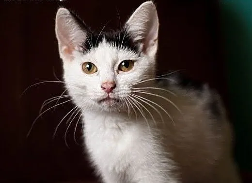 Kiki - śliczna, 3 miesięczna kochana , łódzkie Łó