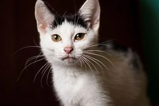 Kiki - śliczna, 3 miesięczna kochana ,  łódzkie Łó