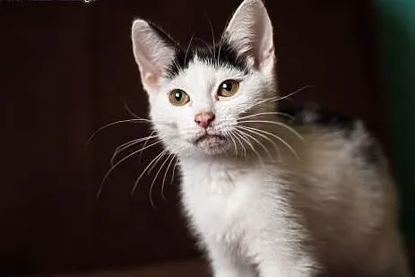 Kiki - śliczna, 3 miesięczna kochana ,  łódzkie Łó