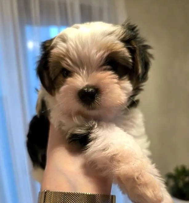 Yorkshire Terrier Biewer z rodowodem, Dolnośląskie, Domaszczyn
