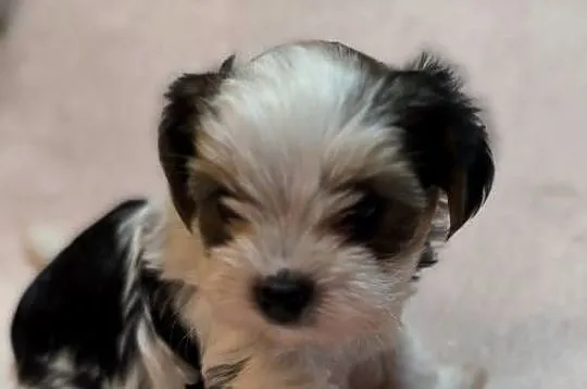 Yorkshire Terrier Biewer z rodowodem, Dolnośląskie, Domaszczyn