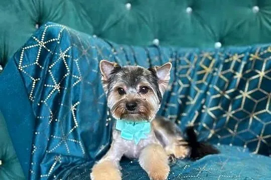 Yorkshire Terrier Biewer z rodowodem, Dolnośląskie, Domaszczyn