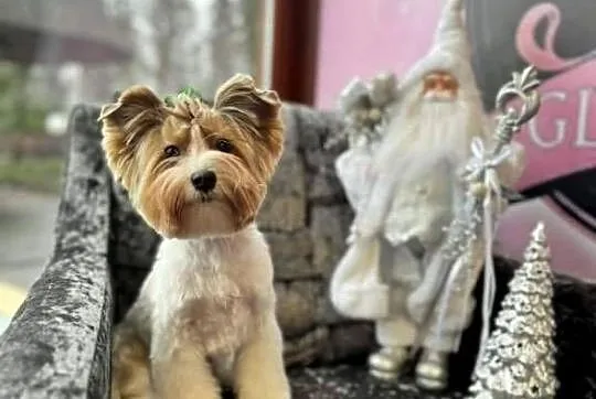 Yorkshire Terrier Biewer z rodowodem, Dolnośląskie, Domaszczyn