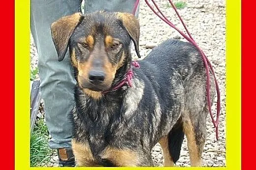 30kg,młody,żwywiołowy,ruchliwy,w typie gończego,pies Monty,  mazowieckie Warszawa
