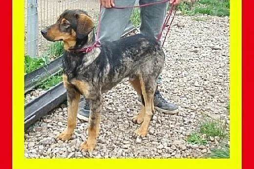 30kg,młody,żwywiołowy,ruchliwy,w typie gończego,pi