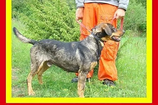 30kg,młody,żwywiołowy,ruchliwy,w typie gończego,pi