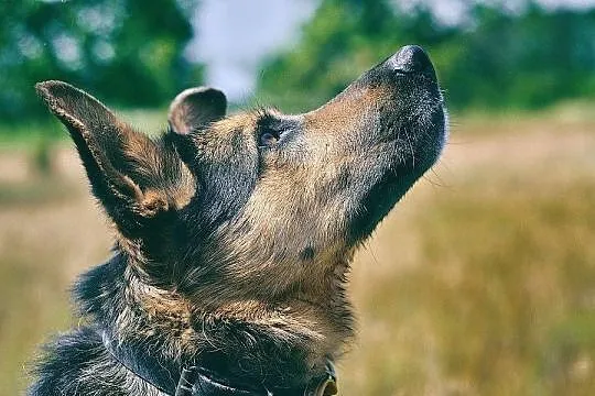 Freda nie będziesz miał dość, to jest super gość, , Warszawa