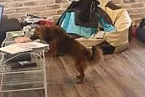 Lisek-idealny towarzysz do adopcji,  mazowieckie W