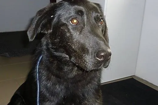 Młoda sunia w typie labradora pilnie szuka domu,  Kundelki cała Polska