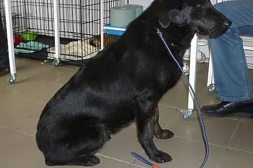 Młoda sunia w typie labradora pilnie szuka domu,  