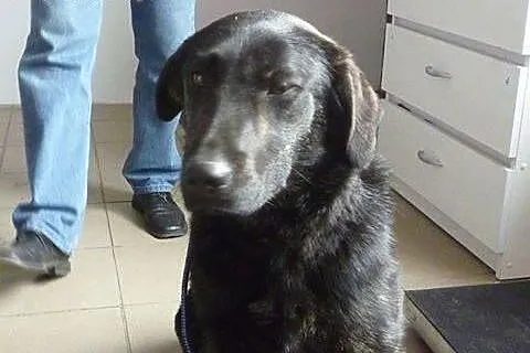 Młoda sunia w typie labradora pilnie szuka domu,  