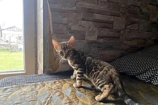 Kot Bengalski sprzedam