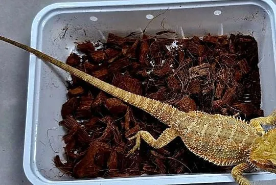 Agama brodata samiczka, Mazowieckie, Wołomin