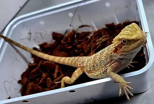 Agama brodata samiczka, Mazowieckie, Wołomin
