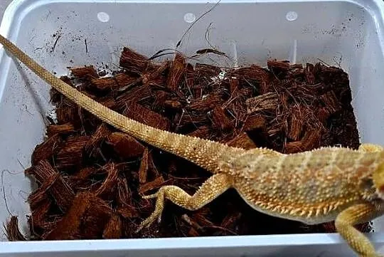 Agama brodata samiczka, Mazowieckie, Wołomin
