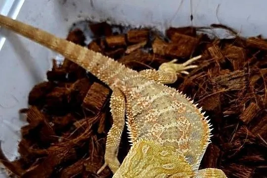 Agama brodata samiczka, Mazowieckie, Wołomin