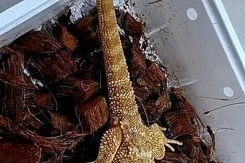 Agama brodata samiczka, Mazowieckie, Wołomin