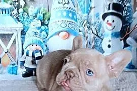 Buldog francuski chlopak isabela