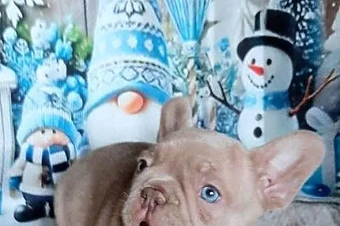Buldog francuski chlopak isabela, Łódzkie, Pabianice