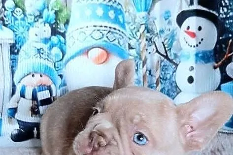 Buldog francuski chlopak isabela, Łódzkie, Pabianice