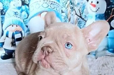 Buldog francuski chlopak isabela, Łódzkie, Pabianice