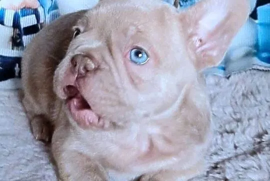 Buldog francuski chlopak isabela, Łódzkie, Pabianice