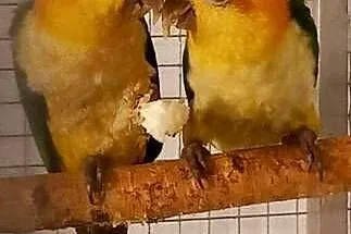 Papugi barwinki czarnoglowe i bialobrzuszne, Śląskie, Bieruń