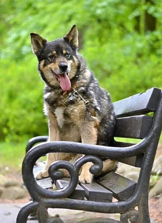 Tosia łagodna, mądra suczka mix siberian husky, k