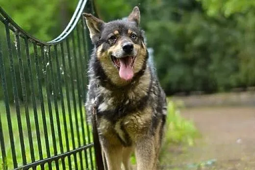 Tosia łagodna, mądra suczka mix siberian husky,  k