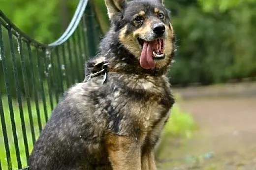 Tosia łagodna, mądra suczka mix siberian husky,  k