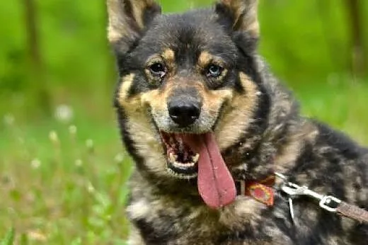 Tosia łagodna, mądra suczka mix siberian husky,  k