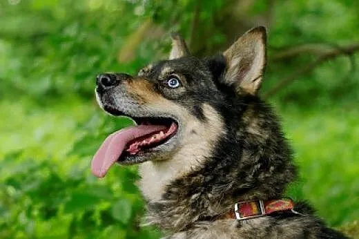 Tosia łagodna, mądra suczka mix siberian husky,  k
