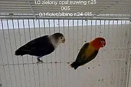 Sprzedam parę nierozłączek