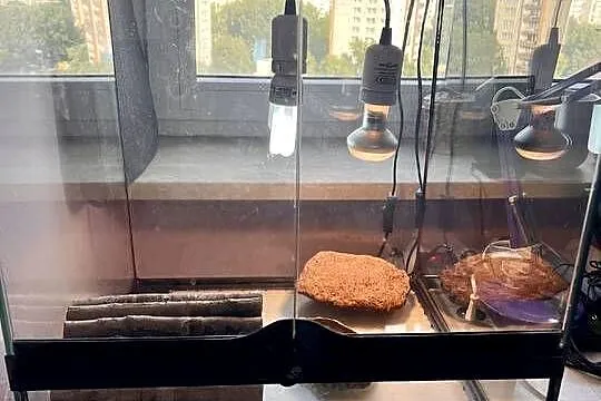 Sprzedam terrarium Eko Terra 45/45/45 z wyposażeniem., Mazowieckie, Warszawa