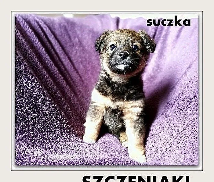 Szczeniaki FINKI,piesek,suczka,średnie,szczepione.ADOPCJA, Małopolskie, Kraków