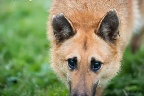 Tulipan czeka na odrobinę miłości- w zamian daje s