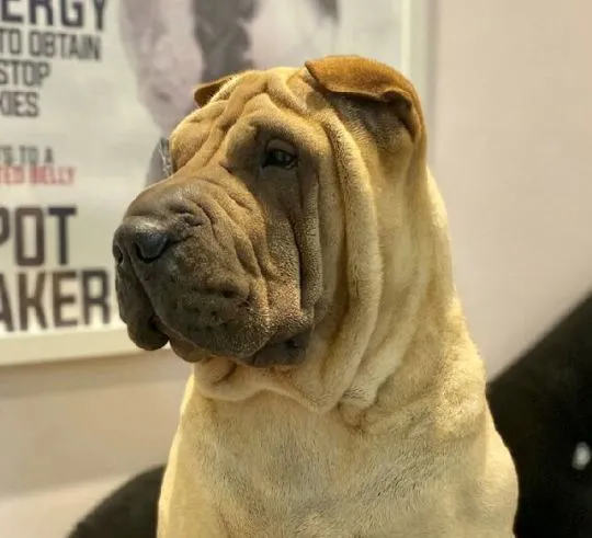 Zapraszamy do rezerwacji szczeniąt rasy shar pei z hodowli Red Folds po utytłlowanych rodzicach., , Rębiechowo