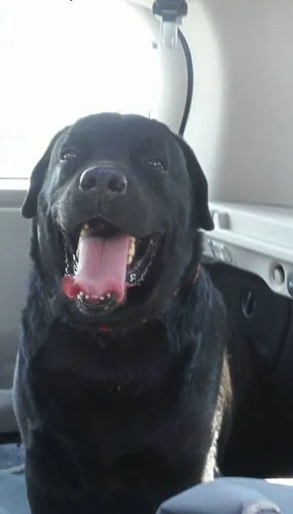 Mufasa-czarny labrador do adopcji, wielkopolskie