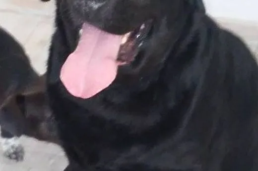 Mufasa-czarny labrador do adopcji,  wielkopolskie 
