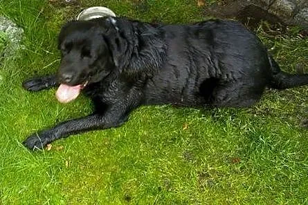 Mufasa-czarny labrador do adopcji,  wielkopolskie 