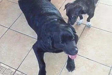 Mufasa-czarny labrador do adopcji,  wielkopolskie 