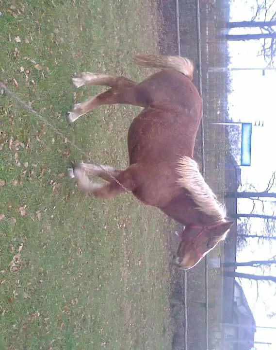 Klacz zimnokrwista