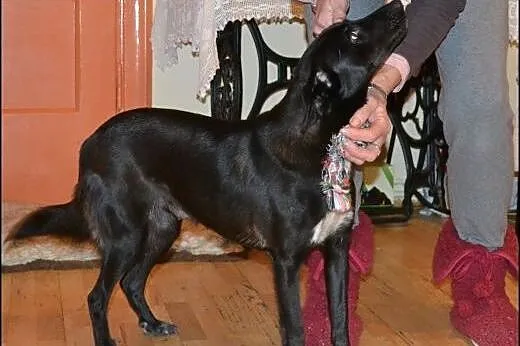 Ok 3 letnia DORA szuka kochającego domku,  mazowie