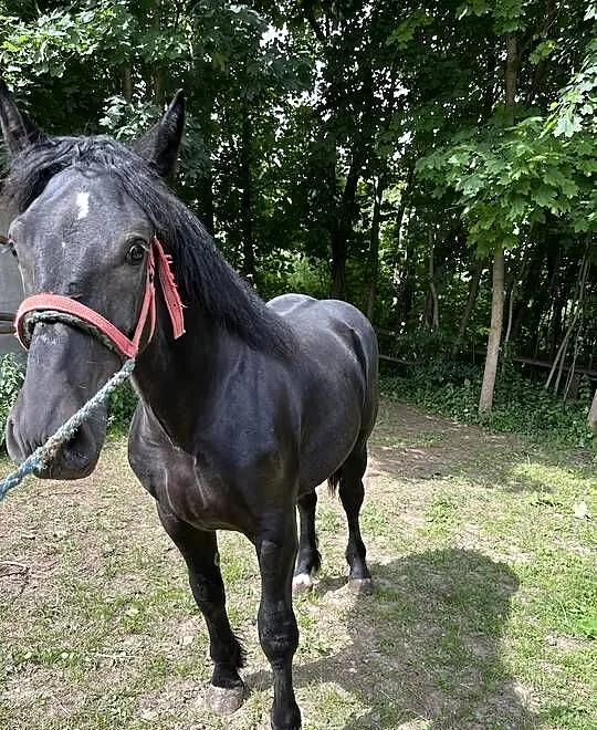 klacz zimnokrwista, Świętokrzyskie, Łagów