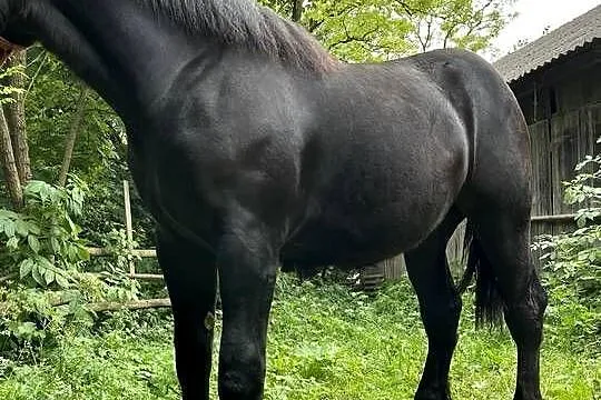 klacz zimnokrwista, Świętokrzyskie, Łagów