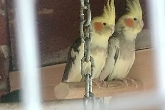 Sprzedam parkę lęgowa nimf razem z młodym