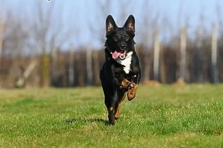 Elegancki Willy poleca się do adopcji :),  mazowie